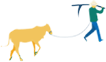 Chăn trâu